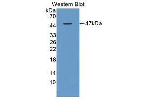 OCIAD2 anticorps  (AA 1-154)