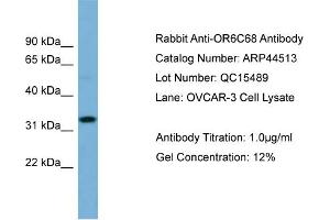 Image no. 2 for anti-Olfactory Receptor, Family 6, Subfamily C, Member 68 (OR6C68) (N-Term) antibody (ABIN2781902)