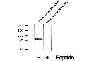 Image no. 1 for anti-Mitogen-Activated Protein Kinase Associated Protein 1 (MAPKAP1) (pThr86) antibody (ABIN6255748)