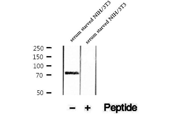 anti-Mitogen-Activated Protein Kinase Associated Protein 1 (MAPKAP1) (pThr86) antibody