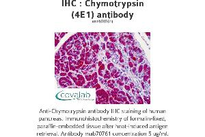 Image no. 1 for anti-Chymotrypsin (CTRL) antibody (ABIN1723617)