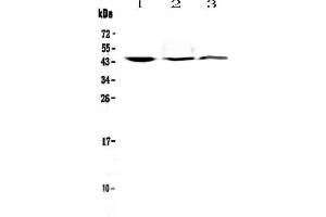 Image no. 1 for anti-Fc Fragment of IgG, Low Affinity IIIa, Receptor (CD16a) (FCGR3A) (AA 101-166) antibody (ABIN5693196)