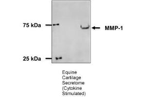 Image no. 7 for anti-Matrix Metallopeptidase 1 (Interstitial Collagenase) (MMP1) (N-Term) antibody (ABIN2777119)