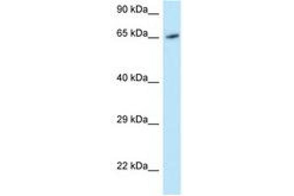 MOXD1 anticorps  (AA 434-483)