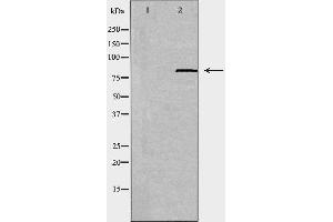 Image no. 2 for anti-ATP-Binding Cassette, Sub-Family B (MDR/TAP), Member 7 (ABCB7) (N-Term) antibody (ABIN6257918)