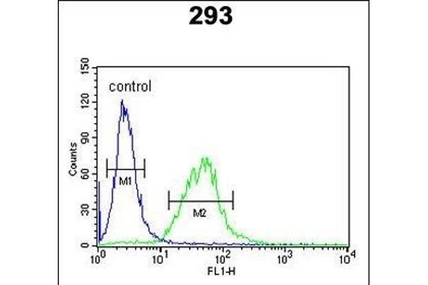BCOR antibody  (AA 1107-1137)