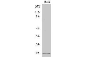 Image no. 1 for anti-Calmodulin 1 (Calm1) (Lys12) antibody (ABIN3183629)
