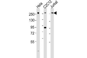 MED12 antibody  (C-Term)