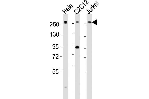 MED12 antibody  (C-Term)