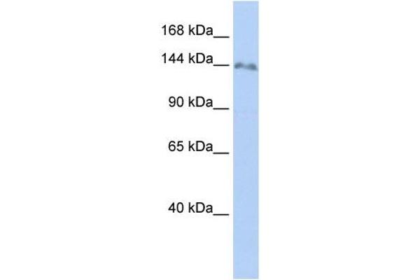 anti-Zinc Finger Protein 862 (ZNF862) antibody