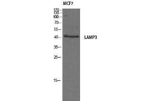 Image no. 1 for anti-Lysosomal-Associated Membrane Protein 3 (LAMP3) (Internal Region) antibody (ABIN3184264)
