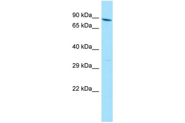 anti-YTH Domain Containing 1 (YTHDC1) (N-Term) antibody