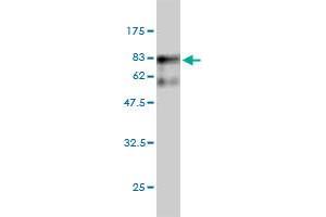 Image no. 1 for anti-Seryl-tRNA Synthetase (SARS) (AA 1-514) antibody (ABIN562797)
