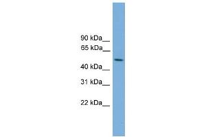Image no. 1 for anti-serine/threonine Kinase 38 Like (STK38L) (Middle Region) antibody (ABIN2786071)