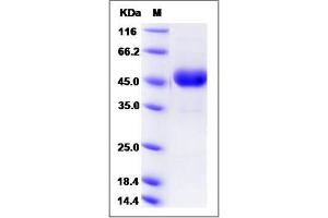 Image no. 1 for CD302 (CD302) (AA 1-165) protein (Fc Tag) (ABIN2009596)
