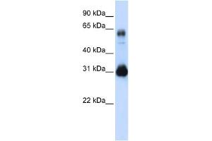 Image no. 1 for anti-SRY (Sex Determining Region Y)-Box 15 (SOX15) (Middle Region) antibody (ABIN2777867)