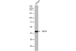 WB Image OCT4 antibody detects OCT4 protein by western blot analysis.