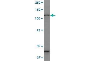 Image no. 1 for anti-Protocadherin gamma Subfamily C, 3 (PCDHGC3) (AA 1-934) antibody (ABIN518672)