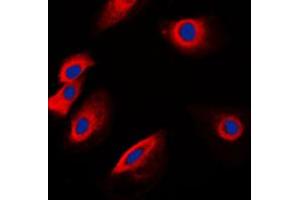 POFUT1 antibody  (C-Term)