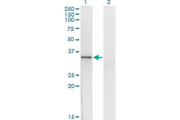 HOXD1 antibody  (AA 151-240)
