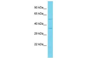 Image no. 1 for anti-Platelet-Derived Growth Factor C (PDGFC) (N-Term) antibody (ABIN2788903)