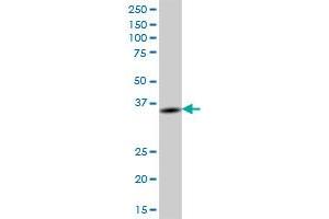 BTN3A2 MaxPab polyclonal antibody.