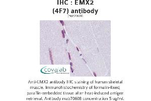 Image no. 1 for anti-Empty Spiracles Homeobox 2 (EMX2) (AA 103-201) antibody (ABIN1723465)