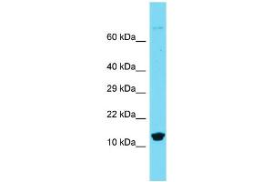 Image no. 1 for anti-Brain Protein 44-Like (BRP44L) (N-Term) antibody (ABIN2786927)