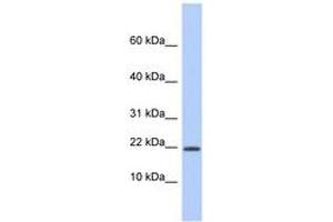 Image no. 1 for anti-Host Cell Factor C1 Regulator 1 (XPO1 Dependent) (HCFC1R1) (AA 35-84) antibody (ABIN6743989)