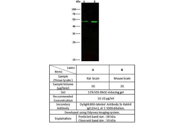anti-Dorsal Inhibitory Axon Guidance Protein (DRAXIN) (AA 1-349) antibody
