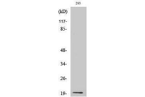 Image no. 1 for anti-Betacellulin (BTC) (Internal Region) antibody (ABIN3186561)