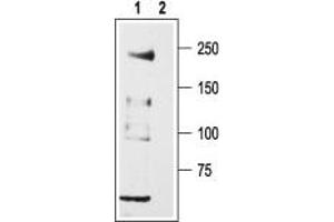 anti-Calcium Channel, Voltage-Dependent, T Type, alpha 1H Subunit (CACNA1H) (AA 581-595), (Intracellular Loop) antibody