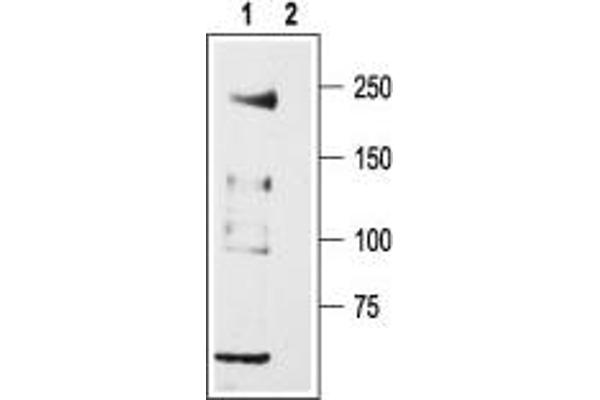 anti-Calcium Channel, Voltage-Dependent, T Type, alpha 1H Subunit (CACNA1H) (AA 581-595), (Intracellular Loop) antibody