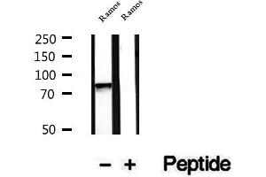Image no. 1 for anti-Leucine Zipper-EF-Hand Containing Transmembrane Protein 1 (LETM1) (Internal Region) antibody (ABIN6262951)