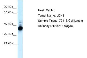 LDHB antibody  (C-Term)