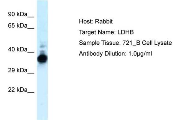 LDHB antibody  (C-Term)