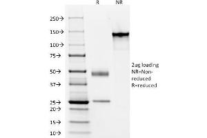 Image no. 3 for anti-Keratin 77 (KRT77) antibody (ABIN6941429)