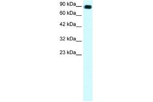 Image no. 2 for anti-Zinc Finger Protein 828 (ZNF828) (Middle Region) antibody (ABIN925771)