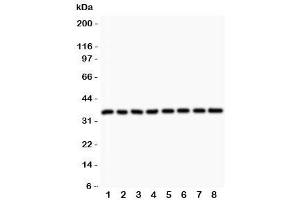 Image no. 5 for anti-Cyclin D3 (CCND3) (AA 136-292) antibody (ABIN3030597)