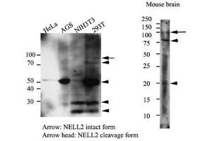 Image no. 1 for anti-NEL-Like 2 (Chicken) (NELL2) antibody (ABIN614304)