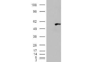 Image no. 1 for anti-WAS/WASL Interacting Protein Family, Member 1 (WIPF1) (C-Term) antibody (ABIN334525)