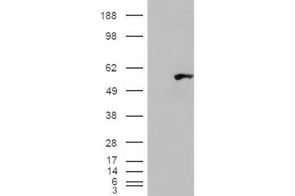 anti-WAS/WASL Interacting Protein Family, Member 1 (WIPF1) (C-Term) antibody