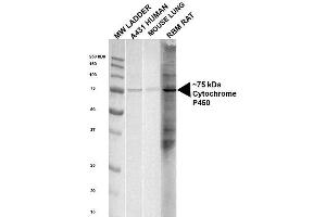 Image no. 3 for anti-P450 (Cytochrome) Oxidoreductase (POR) antibody (FITC) (ABIN2482127)