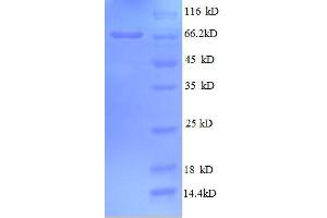 SDS-PAGE (SDS) image for Golgi Membrane Protein 1 (GOLM1) (AA 36-401), (partial) protein (GST tag) (ABIN1047102)