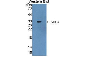 Image no. 2 for anti-ATP-Binding Cassette, Sub-Family B (MDR/TAP), Member 8 (ABCB8) (AA 472-735) antibody (ABIN5013189)