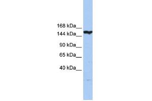 anti-CASP8 Associated Protein 2 (CASP8AP2) (N-Term) antibody