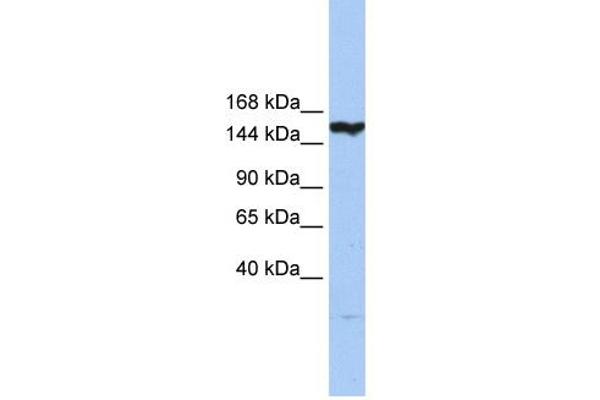 anti-CASP8 Associated Protein 2 (CASP8AP2) (N-Term) antibody