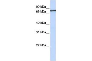 Image no. 1 for anti-Transportin 2 (TNPO2) (C-Term) antibody (ABIN2785976)