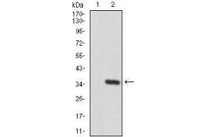 Image no. 7 for anti-Twinfilin, Actin-Binding Protein 1 (TWF1) (AA 335-384) antibody (ABIN1098116)