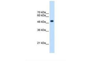 Image no. 1 for anti-tRNA Methyltransferase 2 Homolog B (TRMT2B) (AA 271-320) antibody (ABIN321542)